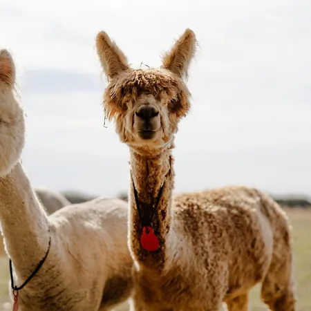Semesterbostad Am Hof 3
