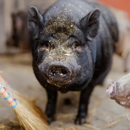 Am Hof 3 Semesterbostad Staberdorf