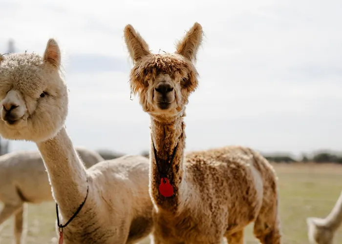 Casa vacanze Am Hof 3